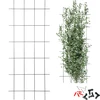 Opora za rastline – vrtna rešetka 150 x 60 cm - 8 