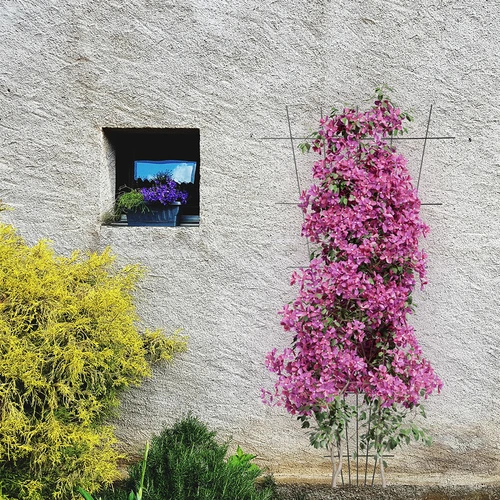 Opora za rastline - rešetka (150 cm x 75 cm) 2 kosa - 4