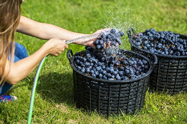 Kako narediti vino korak za korakom?