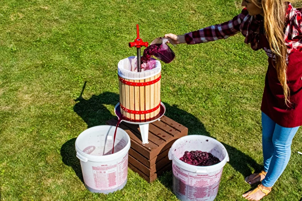 Kako narediti vino korak za korakom?